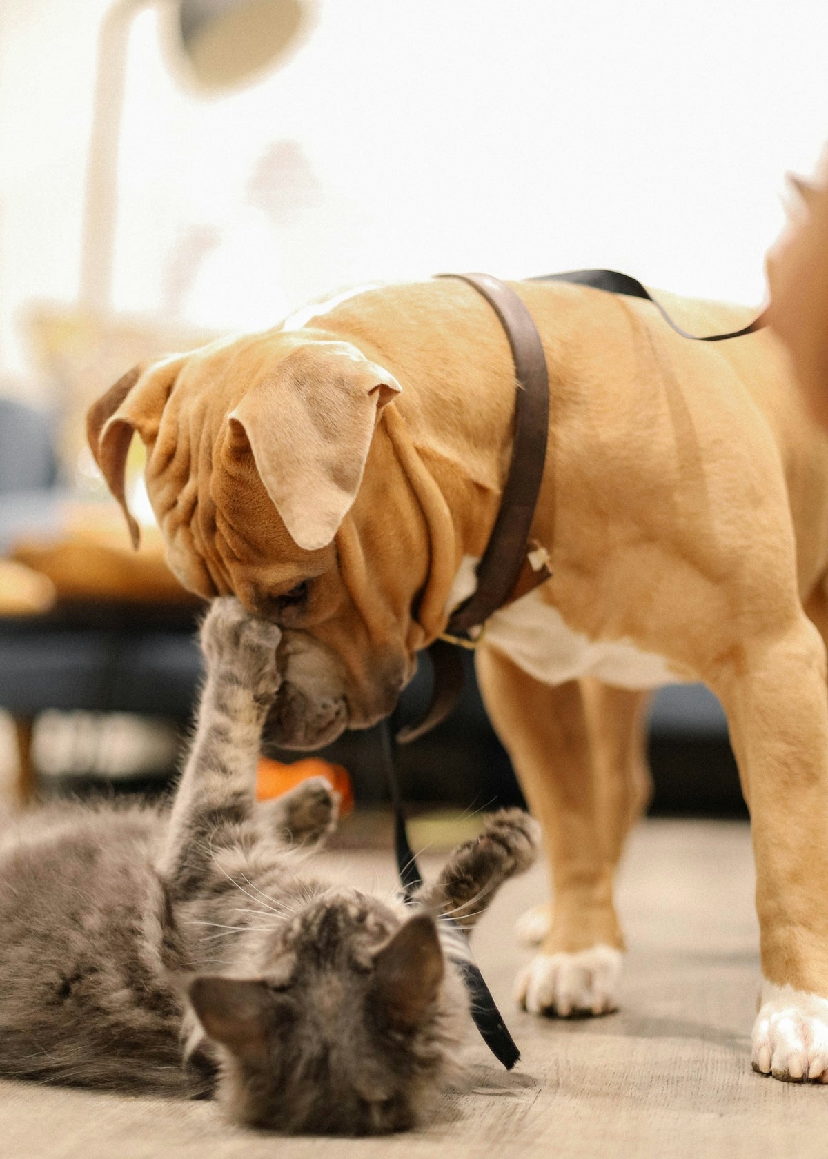 A grey cat lying on the floor reaching up to touch a tan dog