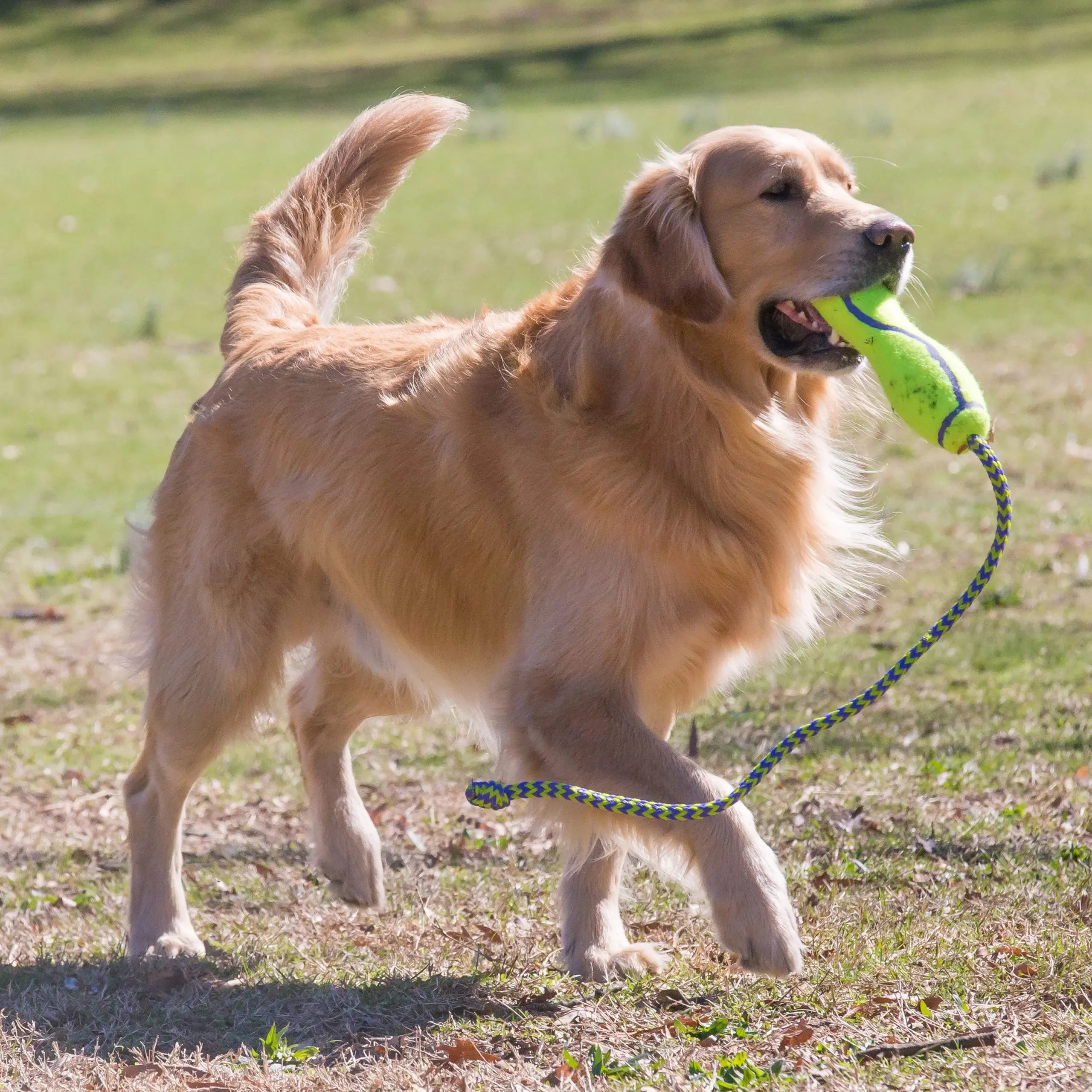 KONG Air Fetch Stick with Rope Squeaky Dog Toy Medium 20cm